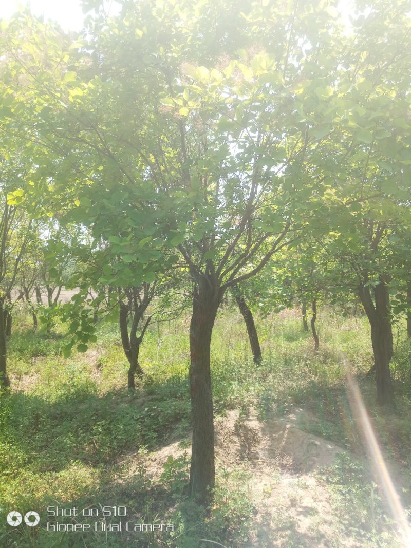 南阳南召供应6-15公分黄栌，精品黄栌，可实地看货