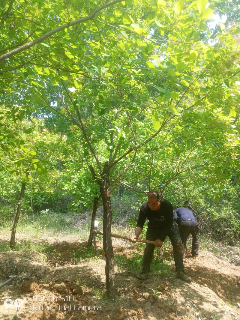 南阳南召供应6-15公分黄栌，精品黄栌，可实地看货