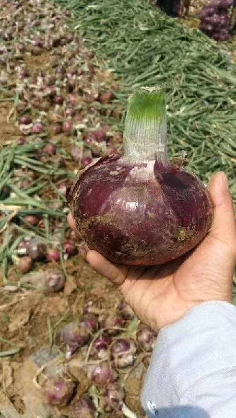 二红洋葱洋产地直发量大从优一手货源诚信代办