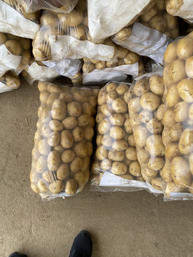 【精品推荐】湖北荷兰土豆黄皮黄心荷兰十五大量供应