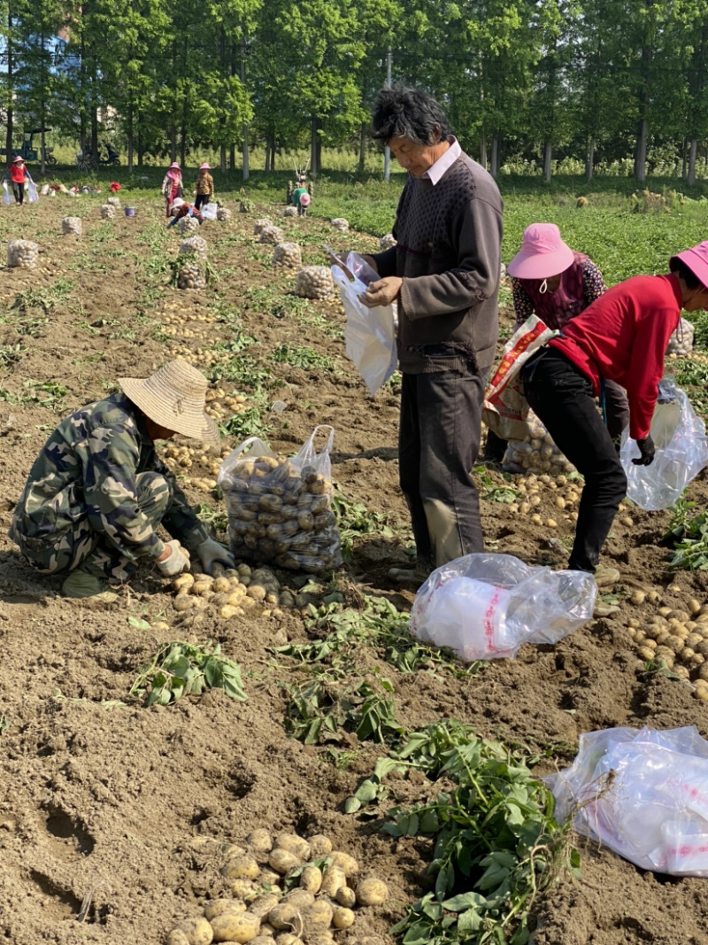 【精品推荐】湖北荷兰土豆黄皮黄心荷兰十五大量供应