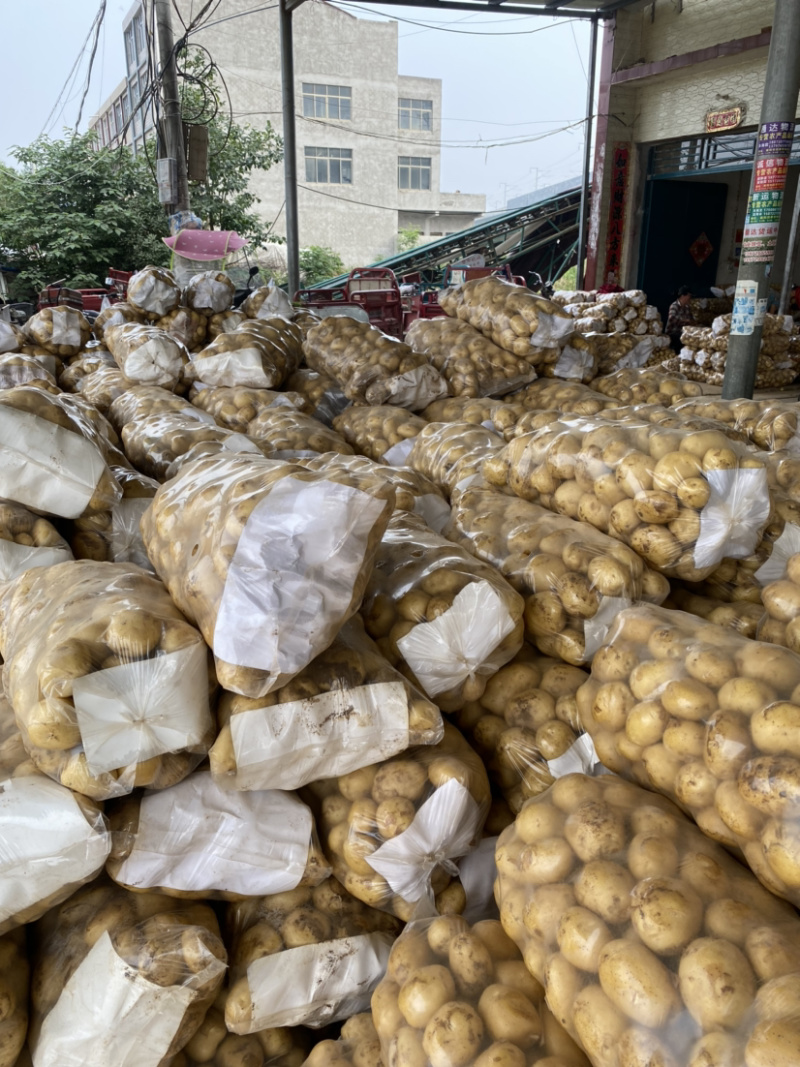 【精品推荐】湖北荷兰土豆黄皮黄心荷兰十五大量供应