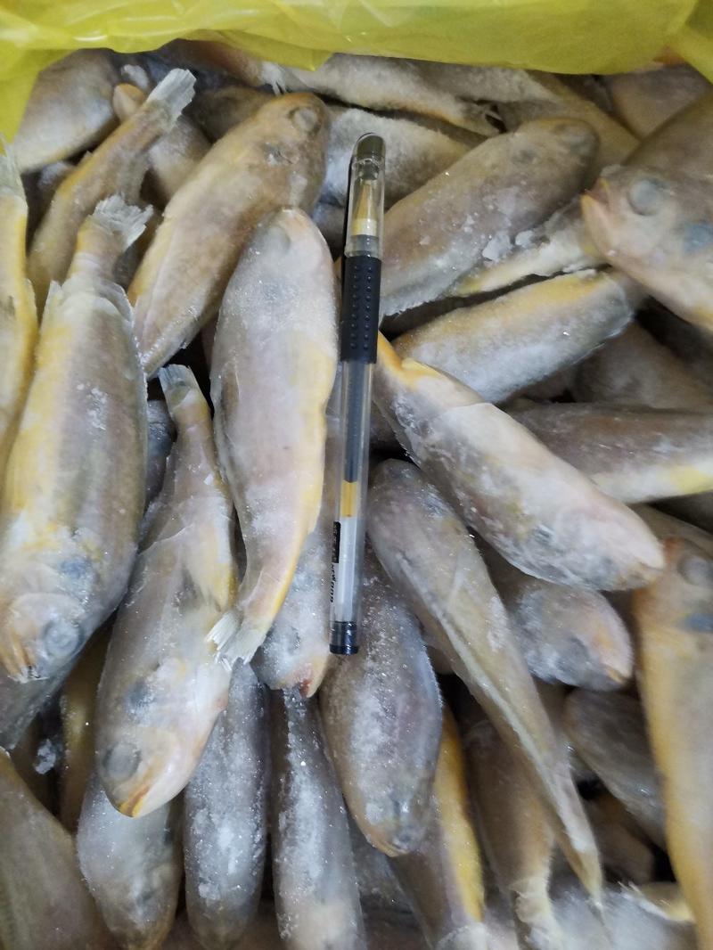 小黄花鱼一手货源，成件批发，质量好、价格低欢迎联系