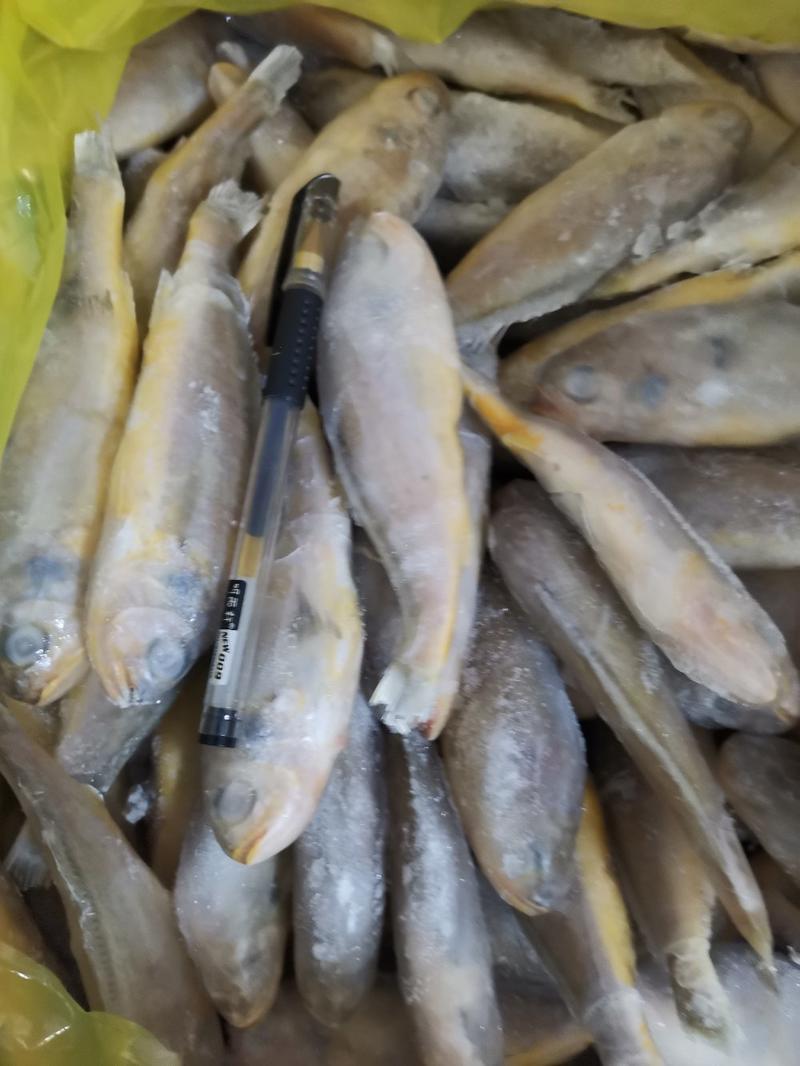 小黄花鱼一手货源，成件批发，质量好、价格低欢迎联系