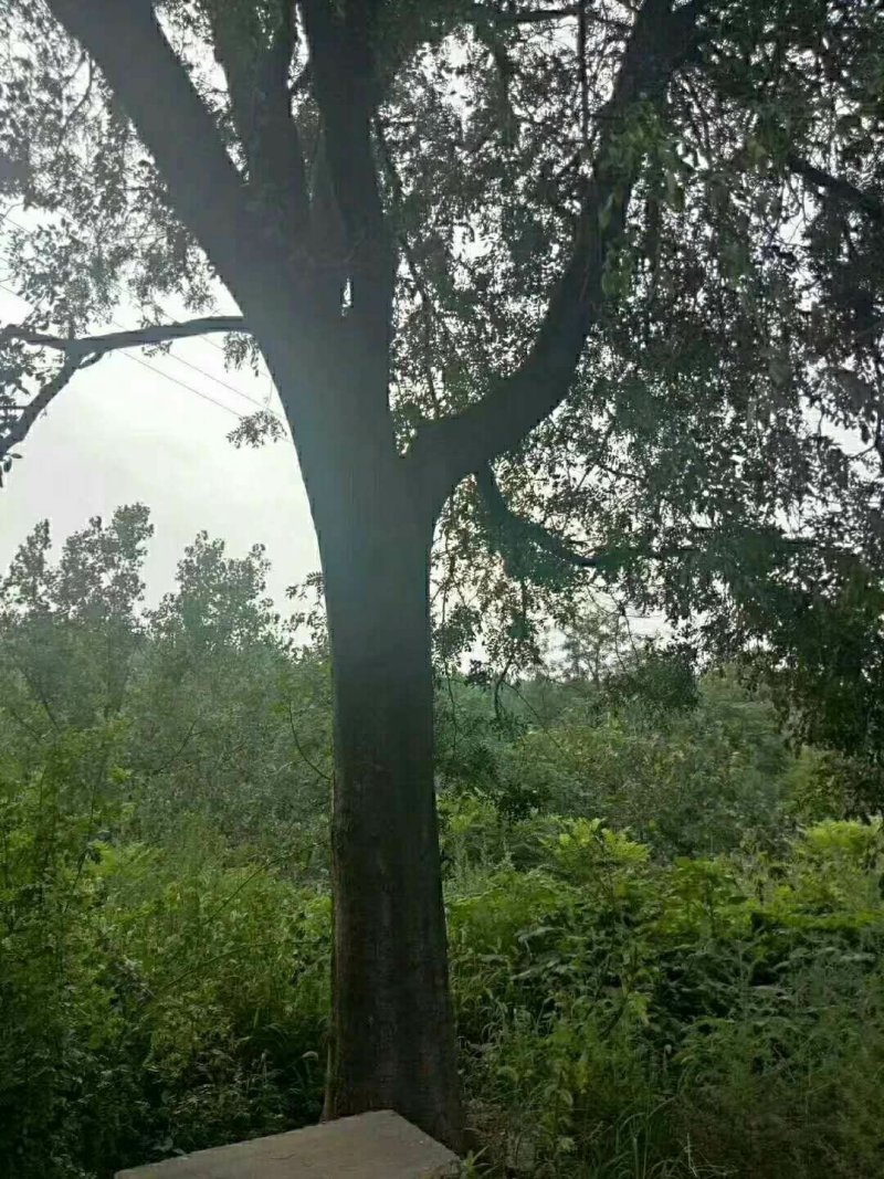 20-60皂角树出售
