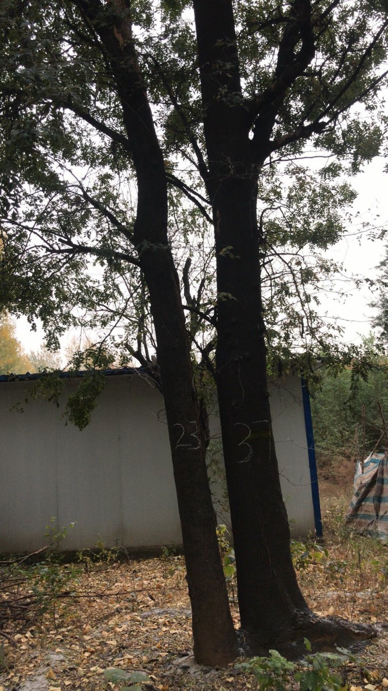 20-60皂角树出售