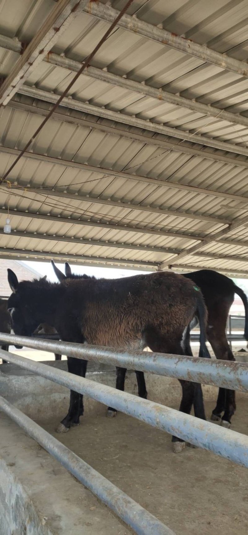 肉毛驴多少钱一头优质驴苗低价出售免费送货货到付款