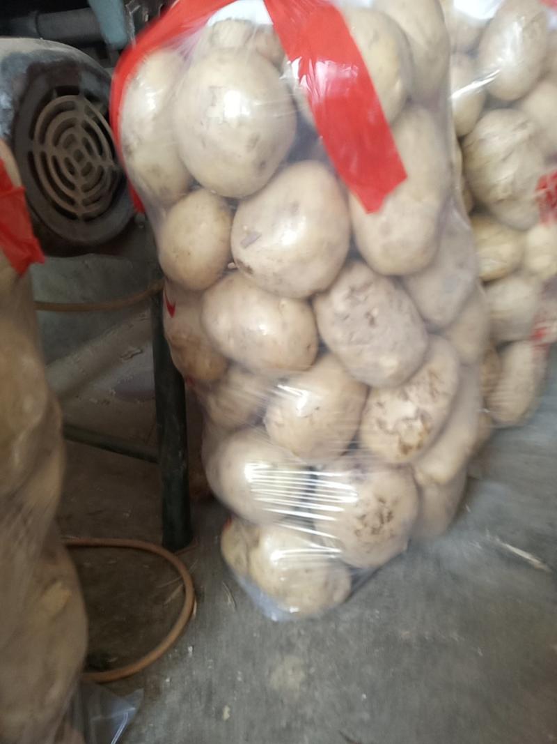 城固早大白土豆大量上市3两以上日销1OO吨老刘瓜果蔬菜代