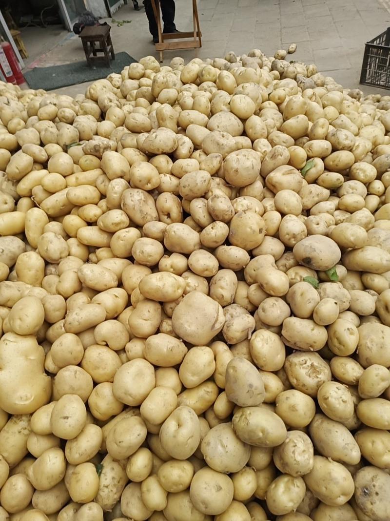 城固早大白土豆大量上市3两以上日销1OO吨老刘瓜果蔬菜代