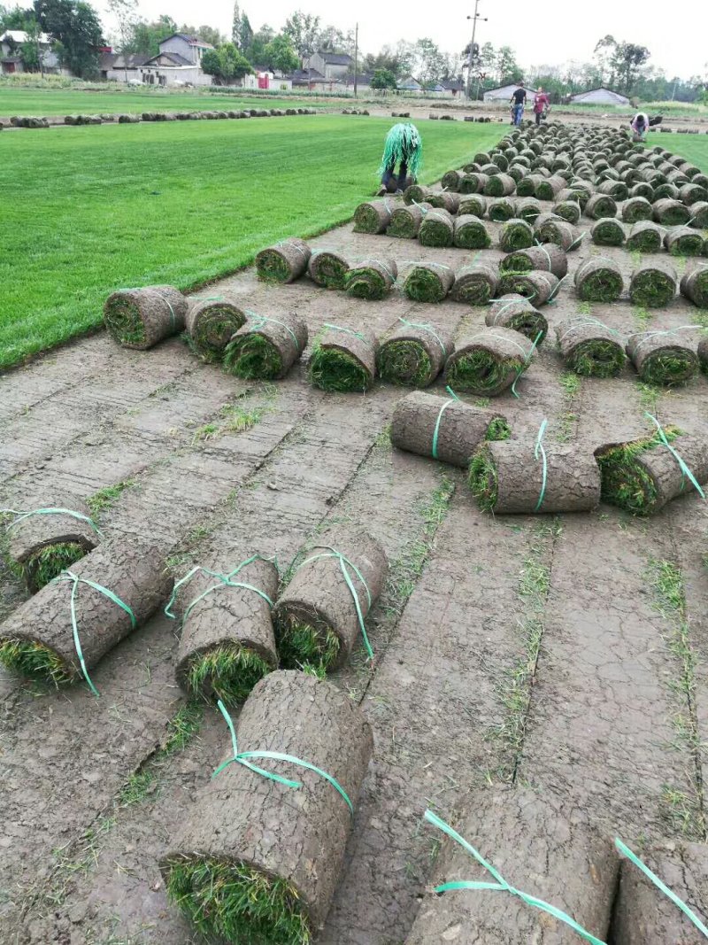 基地直销各种绿化草坪