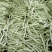 九粒白芸豆，新开园，质量好