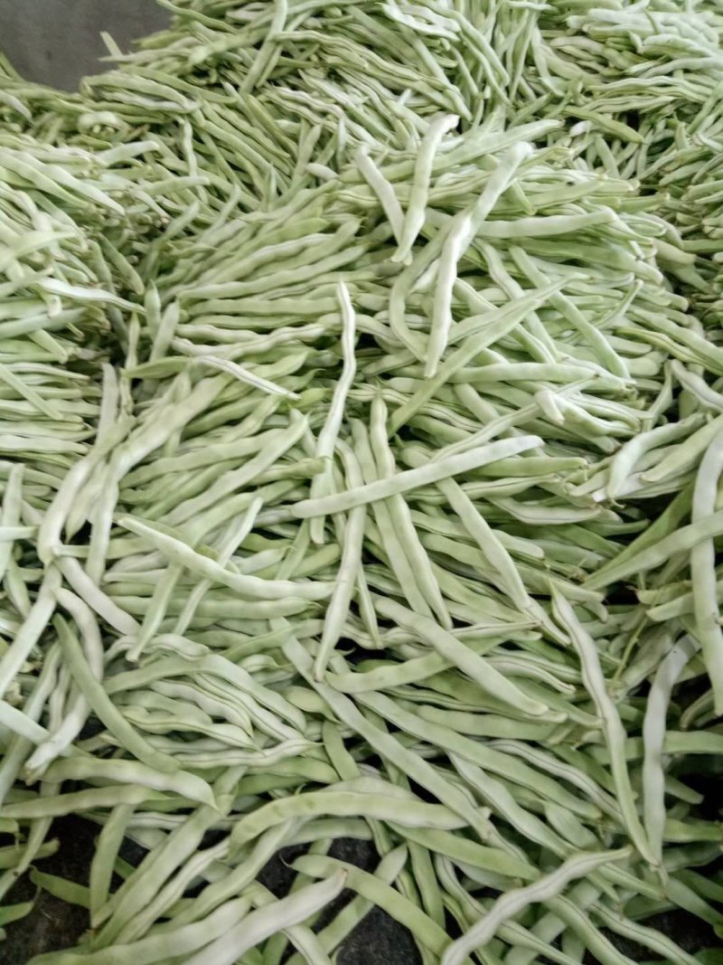 九粒白芸豆，新开园，质量好
