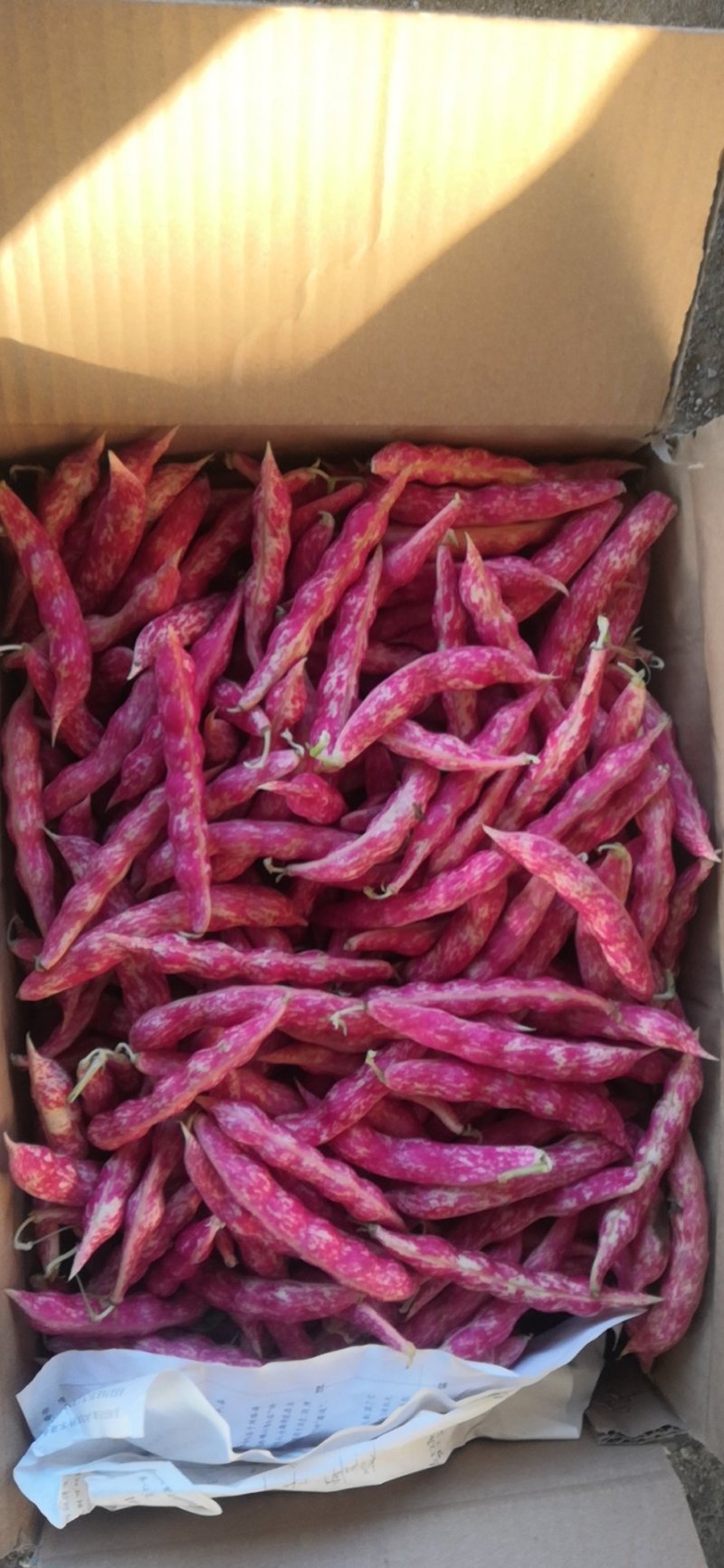九粒白芸豆，新开园，质量好