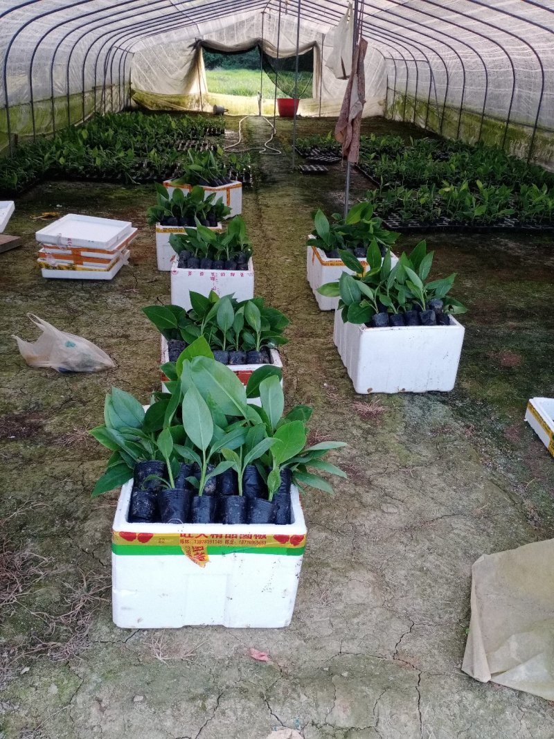 【基地直供批发】优质红香蕉苗技术指导欢迎考察订购
