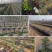 抗老化新型农用防草布除草布果园果树耐用透水透气除草地布盖