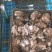 【热销】鲍鱼鲜活鲍鱼22头18头珍品海鲜