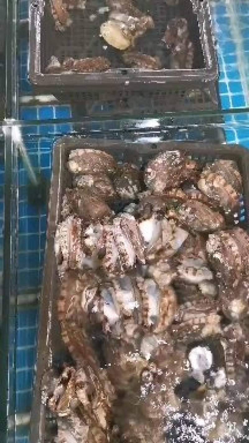 【热销】鲍鱼鲜活鲍鱼22头18头珍品海鲜