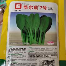 小白菜种子(华尔兹7号鸡毛菜)