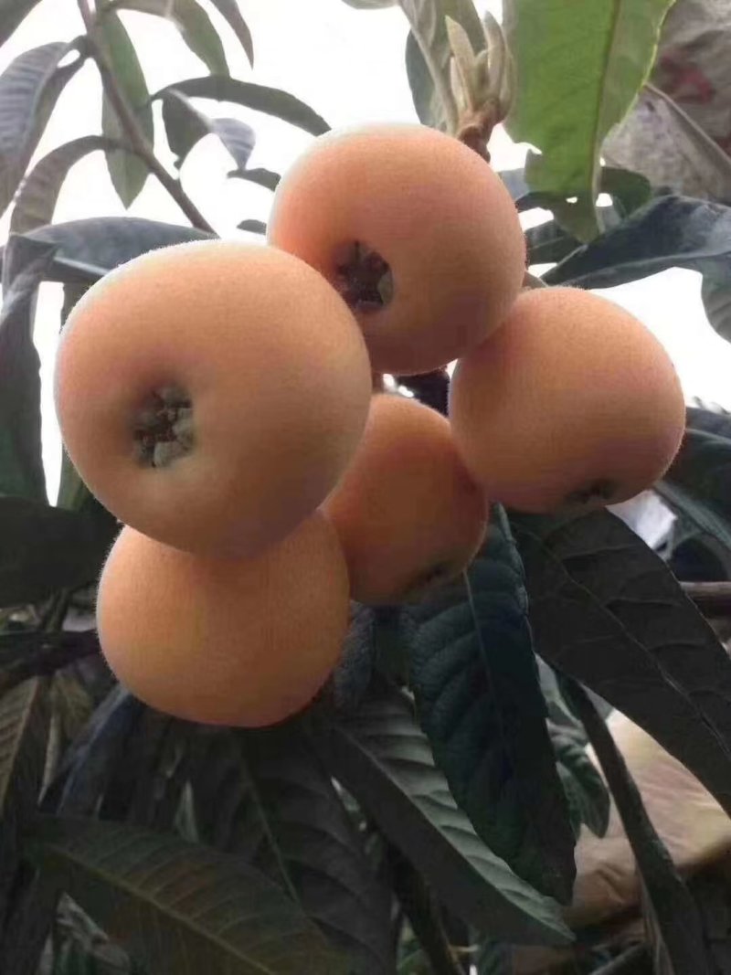 水果代办