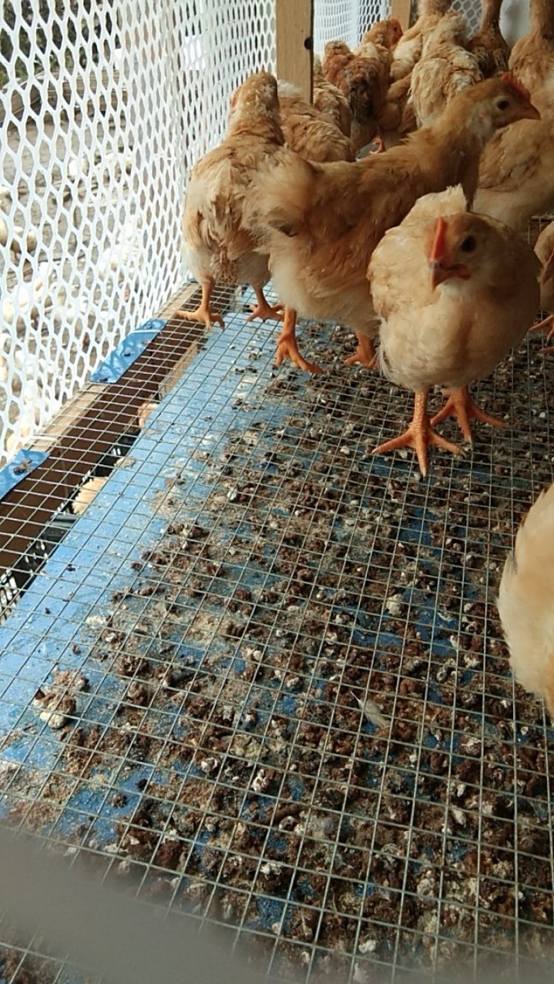 三黄鸡，脱温鸡，脱温三黄公