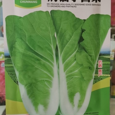 奶油小白菜种子
