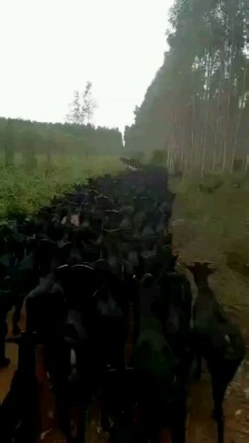贵州努比亚黑山羊多少钱一只包回收包成活云南广州