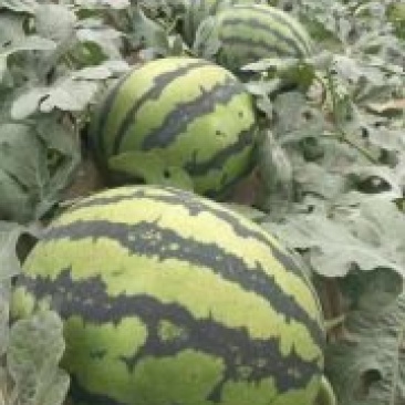 供应辽宁3000亩温室大棚甜王西瓜货源没问题