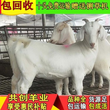 【诚信认证】白山羊，小羊羔羊苗，头胎怀孕羊，包技术