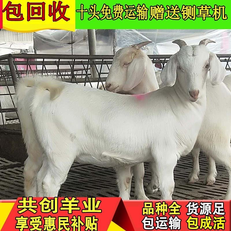 【诚信认证】白山羊，小羊羔羊苗，头胎怀孕羊，包技术