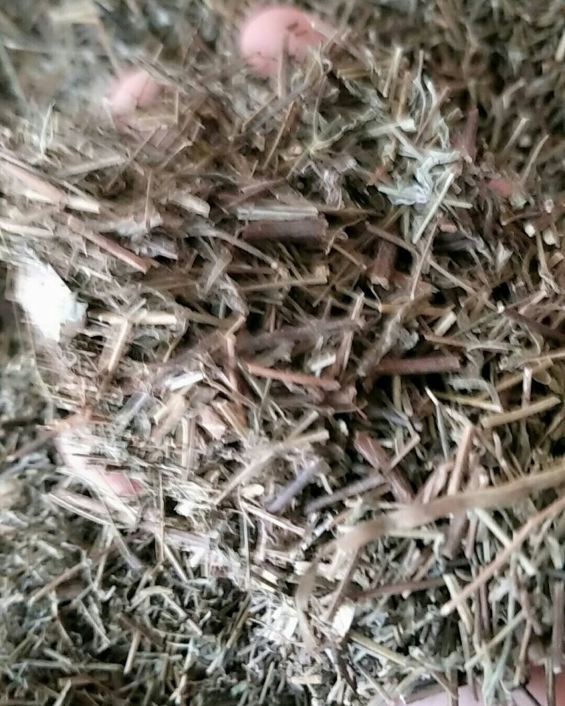 香薷，常年批发香薷，香薷草中药材江西货