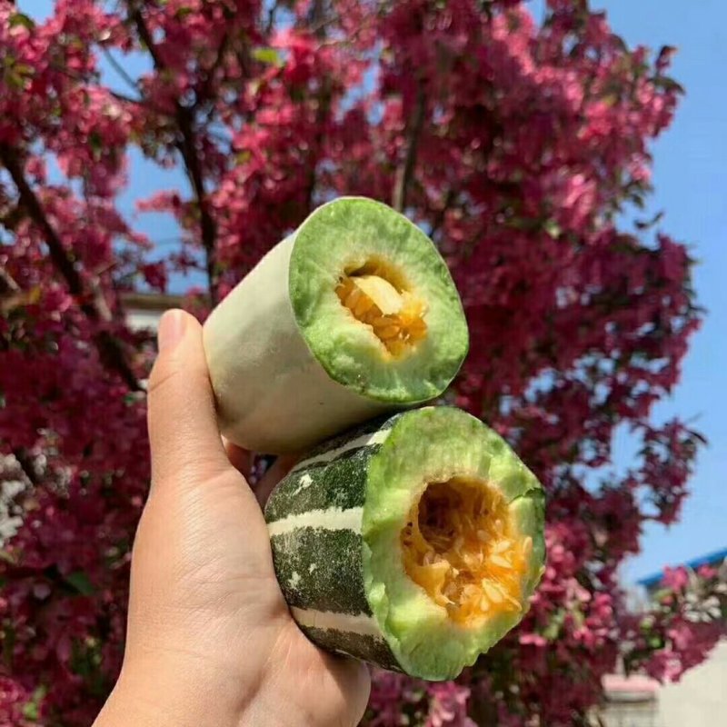博洋甜瓜