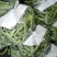 油豆刚刚上市中质量好价格合理要货请联系