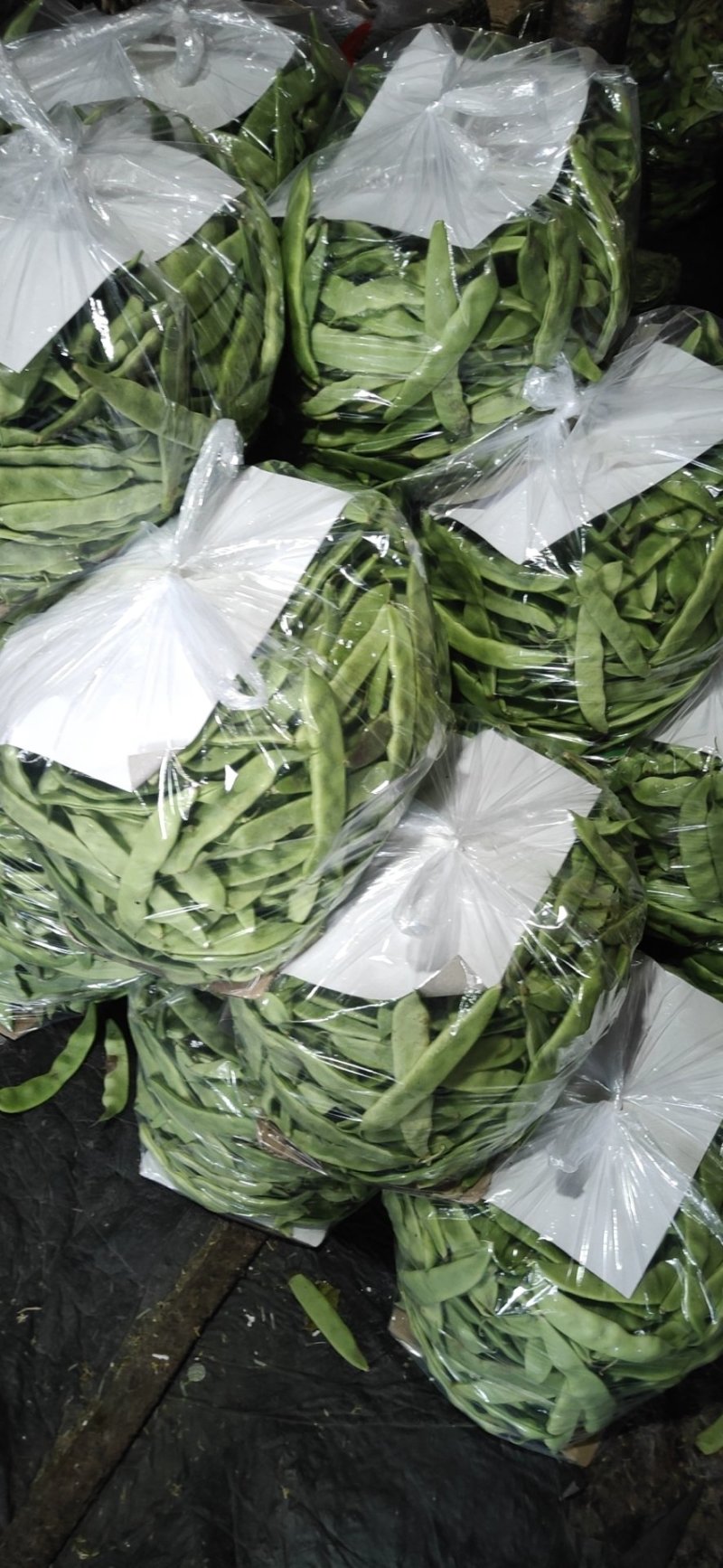 油豆刚刚上市中质量好价格合理要货请联系