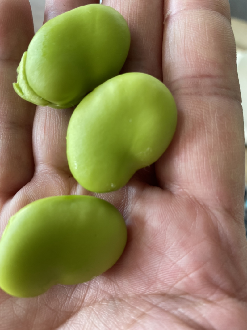 青皮蚕豆带壳大蚕豆大板豆天元一号青皮大蚕豆壳欢迎垂询！