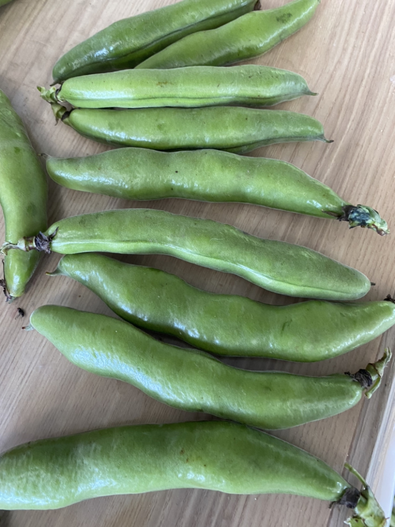 青皮蚕豆带壳大蚕豆大板豆天元一号青皮大蚕豆壳欢迎垂询！