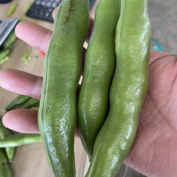 青皮蚕豆带壳大蚕豆大板豆天元一号青皮大蚕豆壳欢迎垂询！