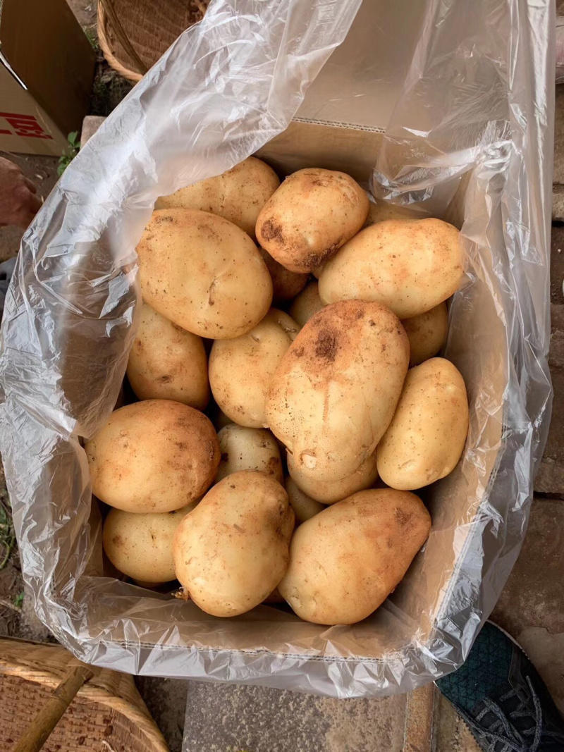 湖北土豆，支持视频在线看货,线上交易