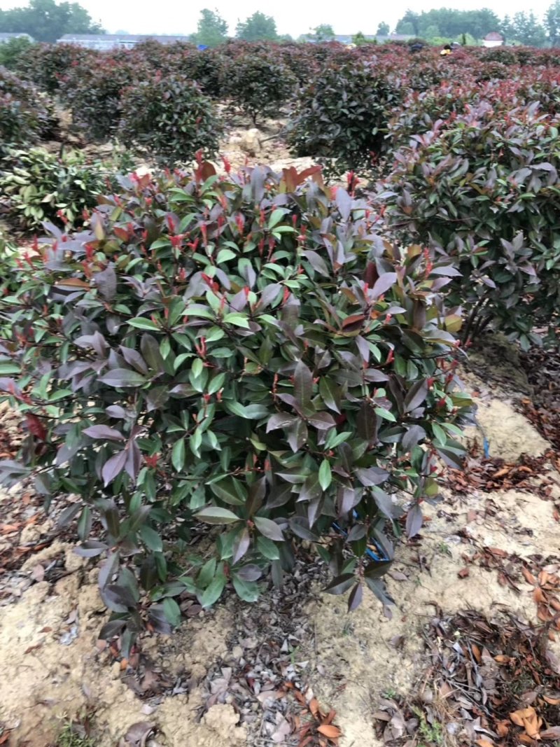 原产地，直销，红叶石楠球，石楠杯苗40冠～300厘米冠