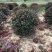 原产地，直销，红叶石楠球，石楠杯苗40冠～300厘米冠