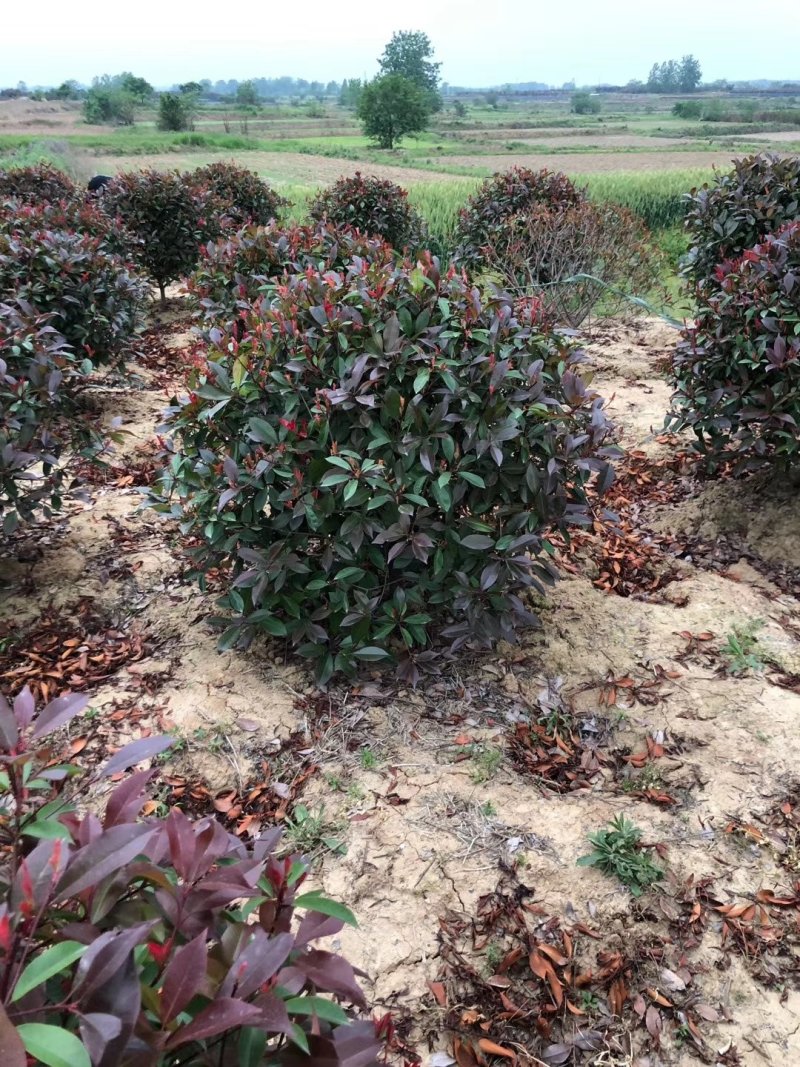原产地，直销，红叶石楠球，石楠杯苗40冠～300厘米冠