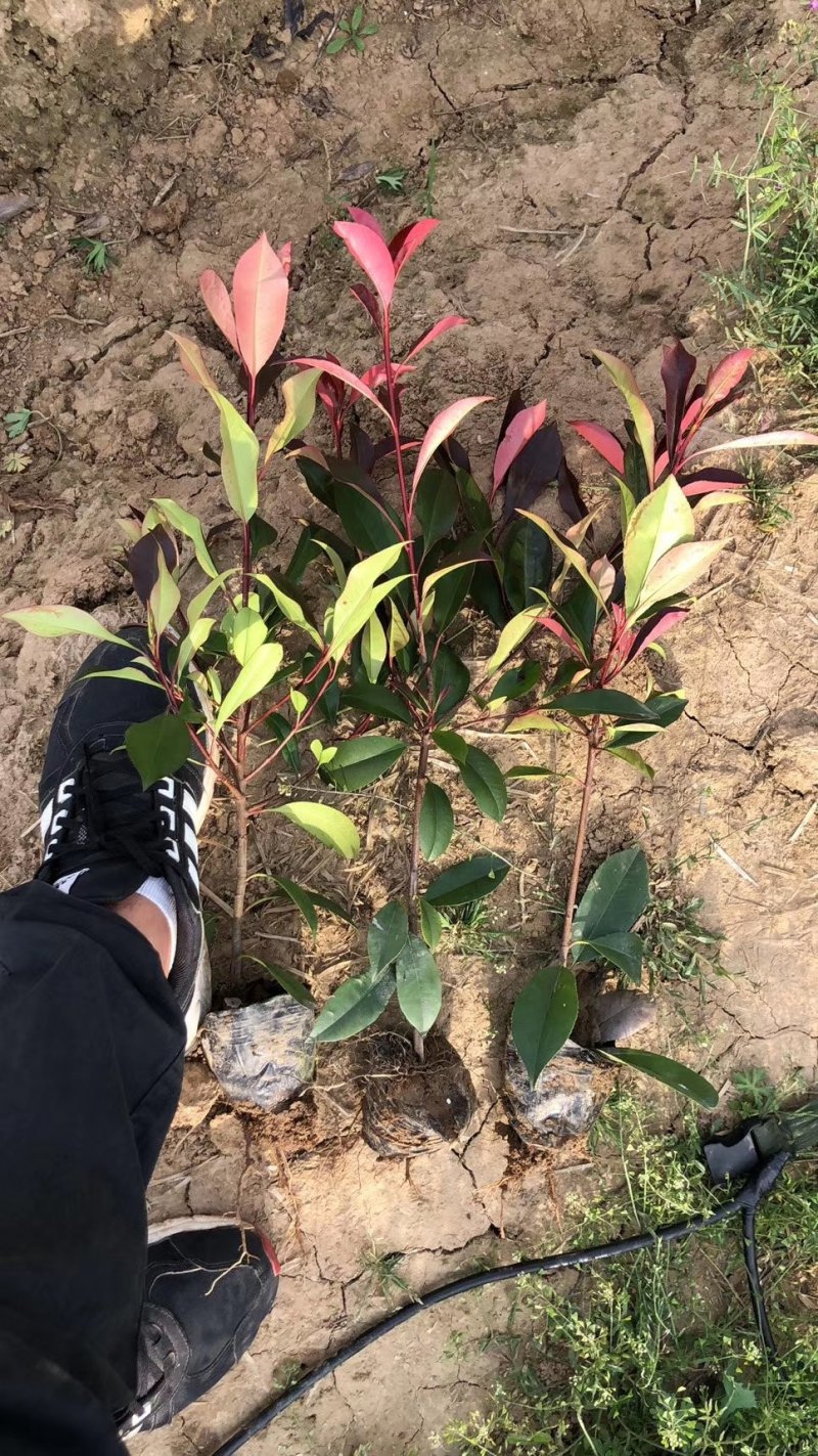 原产地，直销，红叶石楠球，石楠杯苗40冠～300厘米冠
