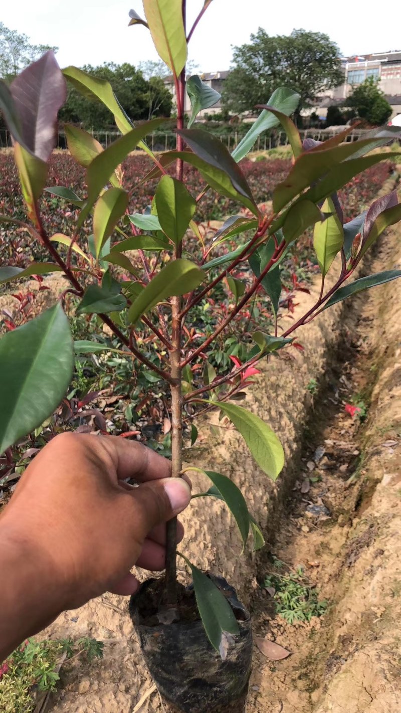 原产地，直销，红叶石楠球，石楠杯苗40冠～300厘米冠