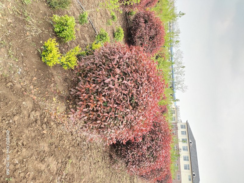 原产地，直销，红叶石楠球，石楠杯苗40冠～300厘米冠