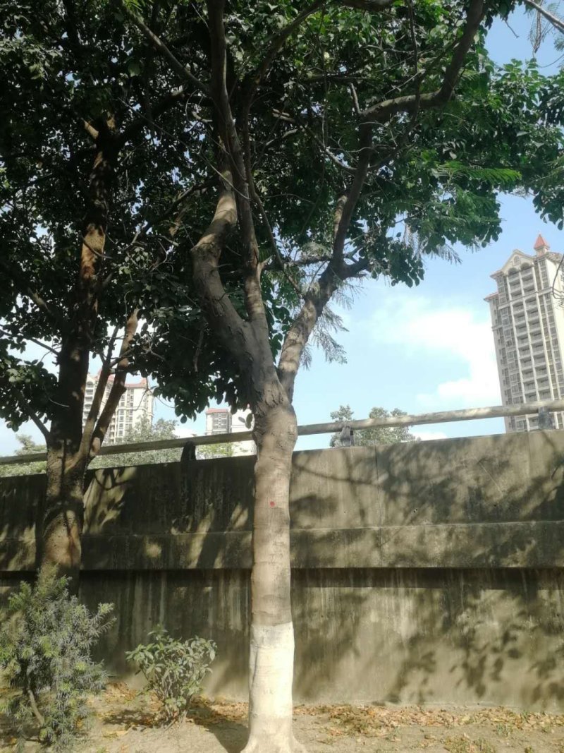 出凤凰木地苗