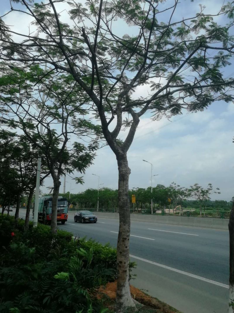 出凤凰木地苗