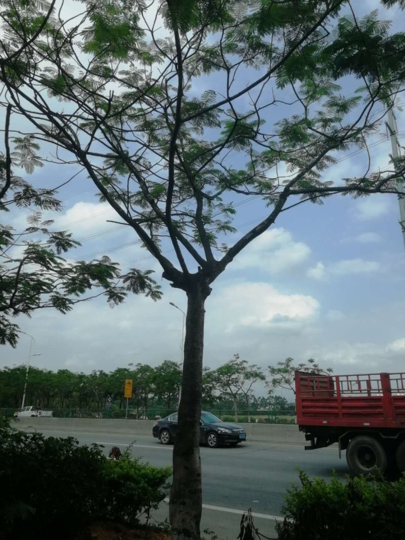 出凤凰木地苗