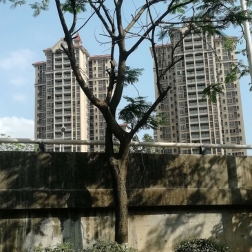 出凤凰木地苗
