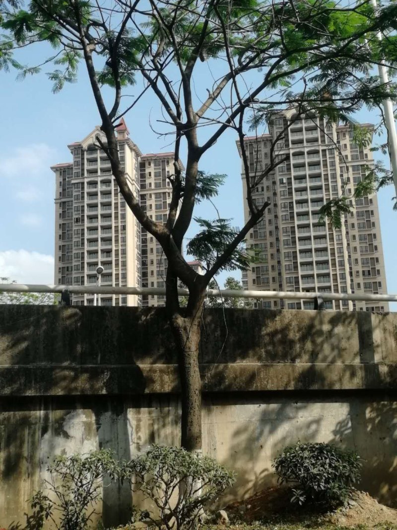 出凤凰木地苗