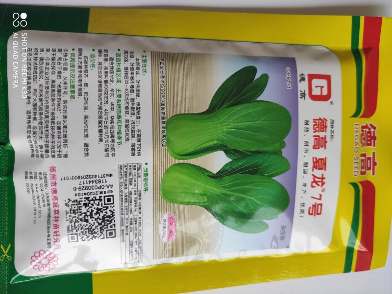 德高夏龙7号青梗菜种子