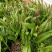 安徽紫花宽叶三叉白芨种苗白芨苗白芨种苗白芨种植